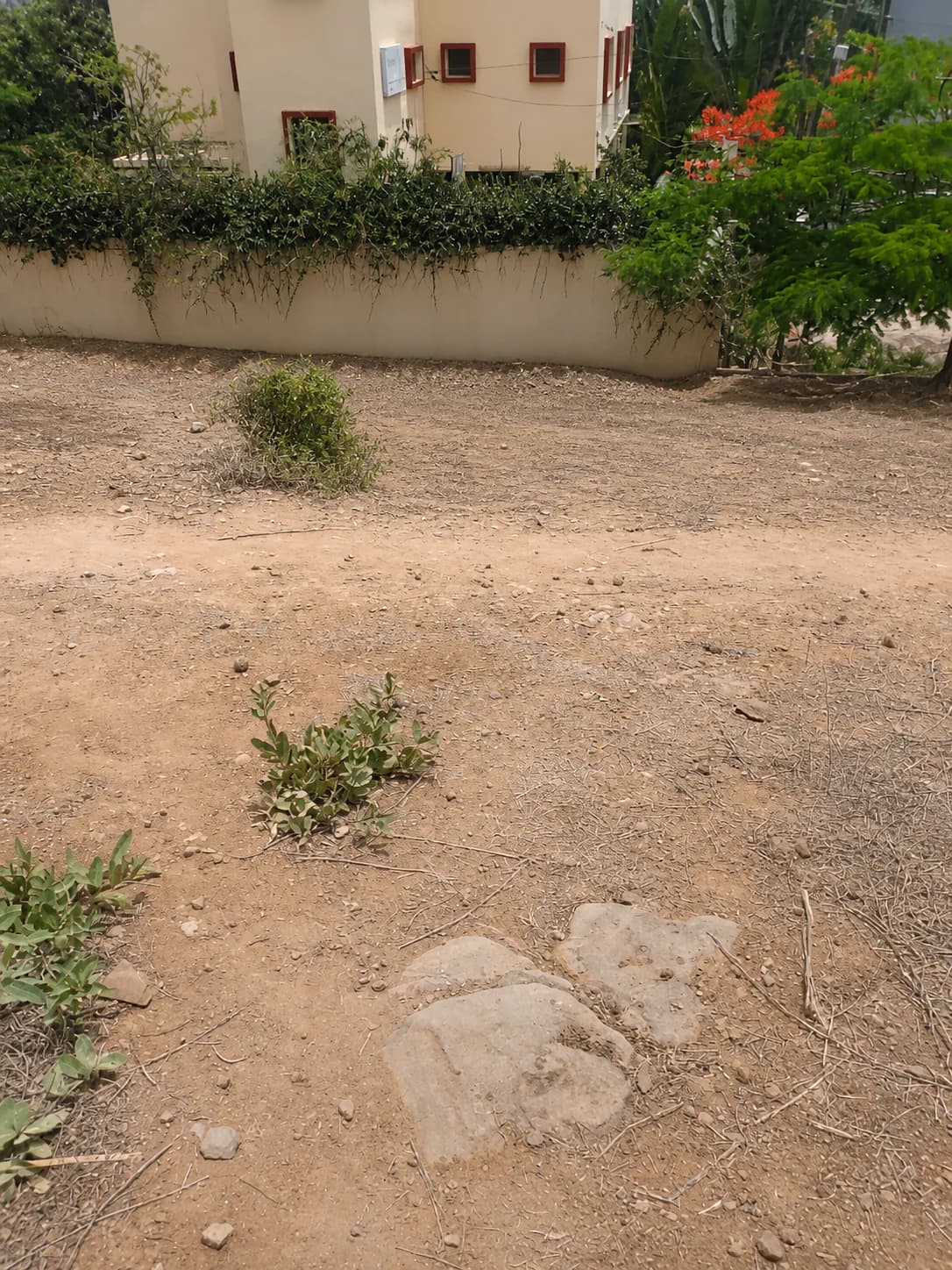 Sol nu et mur de clôture végétalisé